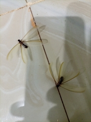 Termitoidae