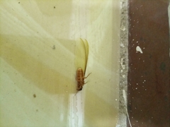 Termitoidae
