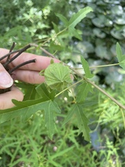 Hibiscus dasycalyx