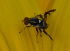 Rhagoletis pomonella