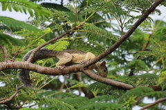 Sciurus variegatoides helveolus