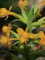 Platanthera cristata