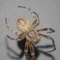 Larinioides ixobolus