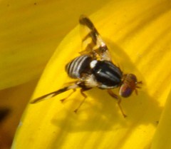 Rhagoletis pomonella