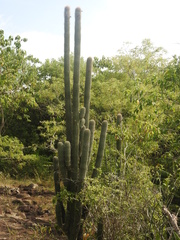 Cephalocereus scoparius