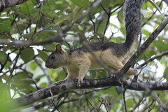Sciurus variegatoides helveolus