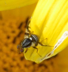 Rhagoletis pomonella