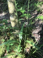 Platanthera cristata