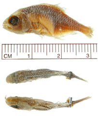 Bluish Silver Tetra photo 2
