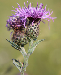 Centaurea phrygia salicifolia
