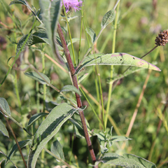 Centaurea phrygia salicifolia