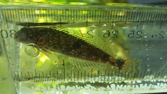 Cottus aleuticus
