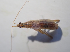 Nabis limbatus