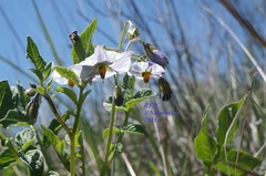 Solanum stoloniferum