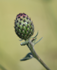 Centaurea phrygia salicifolia