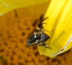 Rhagoletis pomonella