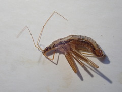 Nabis limbatus