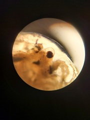 Eulimnadia agassizii