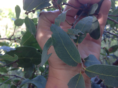 Quercus oblongifolia