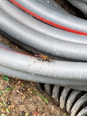 Sceliphron caementarium