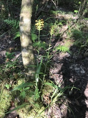 Platanthera cristata
