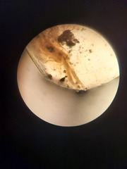 Eulimnadia agassizii