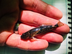 Cottus aleuticus