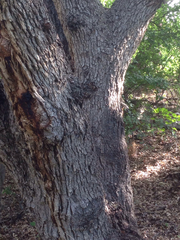 Quercus oblongifolia