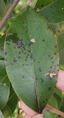 Pseudocercospora kaki