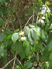 Pseudocercospora kaki