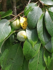 Pseudocercospora kaki