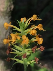 Platanthera cristata