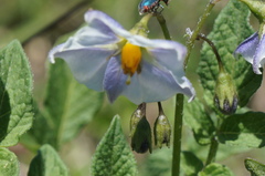 Solanum stoloniferum
