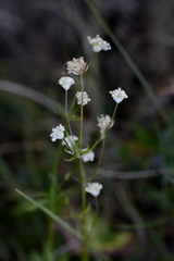 Astrantia minor