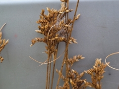 Juncus secundus