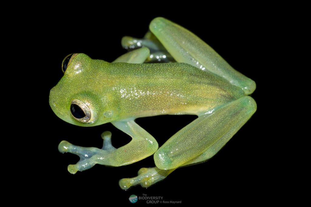 Amelie's Glassfrog