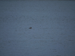 Somateria mollissima