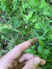 Carex texensis