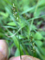 Carex texensis