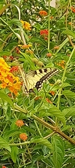 Papilio machaon