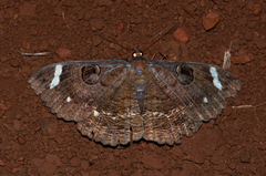 Erebus hieroglyphica