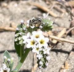 Perdita heliotropii