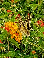 Papilio machaon
