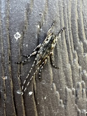 Trichocanonura linearis