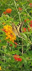 Papilio machaon