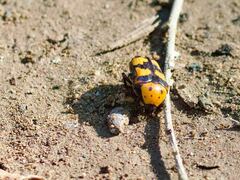 Euphoria fascifera
