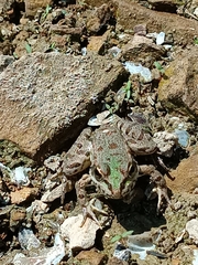 Pelophylax bedriagae