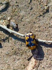 Euphoria fascifera