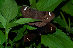 Erebus hieroglyphica