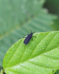 Xenochalepus maculicollis